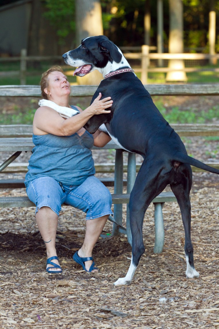 Exclusive: Meet Super Nova: The World's Tallest Female Dog